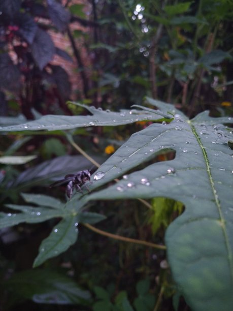 蜜蜂和露水图片下载