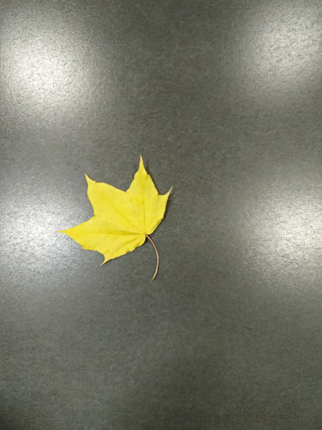 亮黄色的枫叶，灰色的石板上的秋叶。图片下载