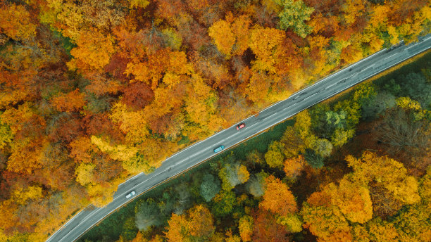 鸟瞰秋天森林里的一条山路图片下载