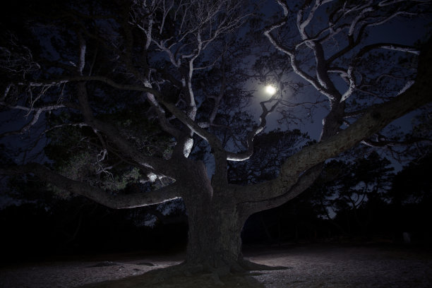 月亮在一棵大树的树枝间图片下载