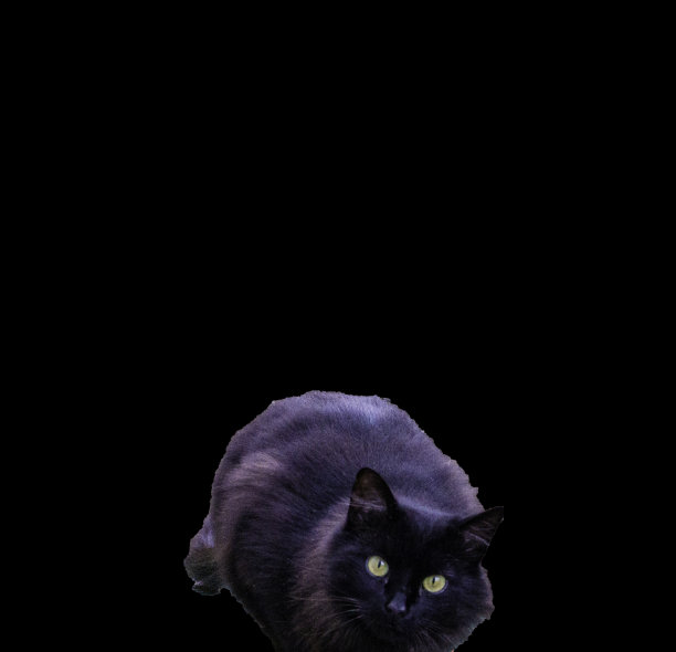 一只黑猫在黑色背景下拍摄，有文字空间。图片下载