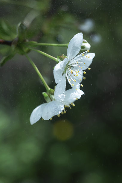 盛开的樱花图片下载