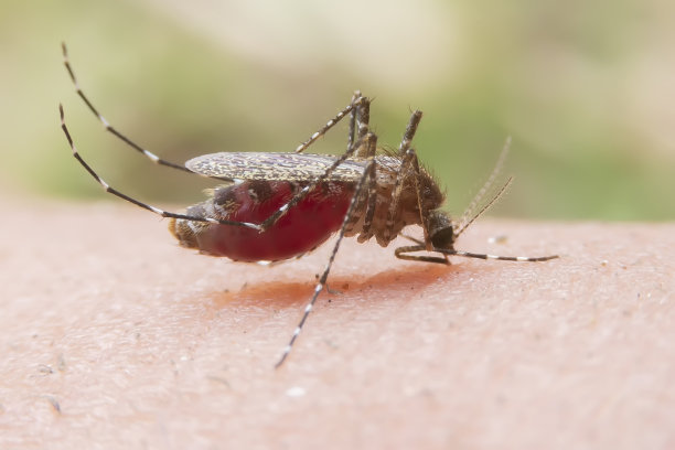 条纹蚊子吃人皮肤上的血。蚊子是登革热和疟疾的传播媒介。登革热在雨季非常普遍。图片下载