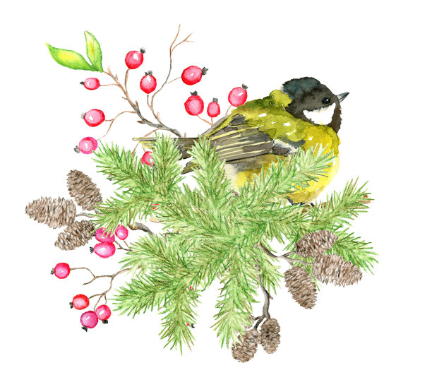 圣诞和新年节日的象征与鸟，针叶树枝，圆锥和浆果孤立在白色图片下载