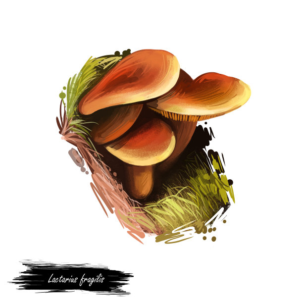脆乳菇，糖果帽或咖喱奶帽蘑菇特写数字艺术插图。有橙色帽子的菌类。蕈生季节，生长在树林和森林中的采集植物图片下载