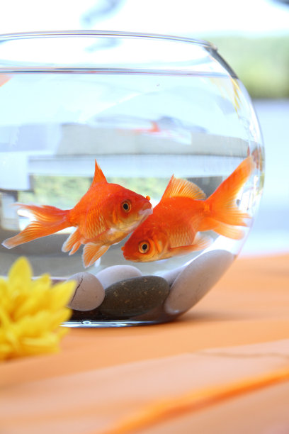 鱼缸里的金鱼。图片下载