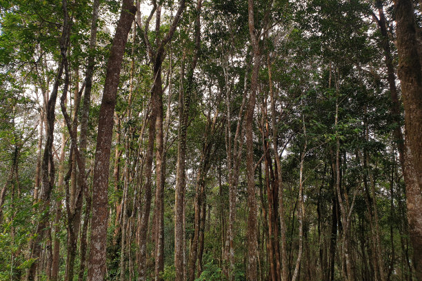 树木在森林图片下载