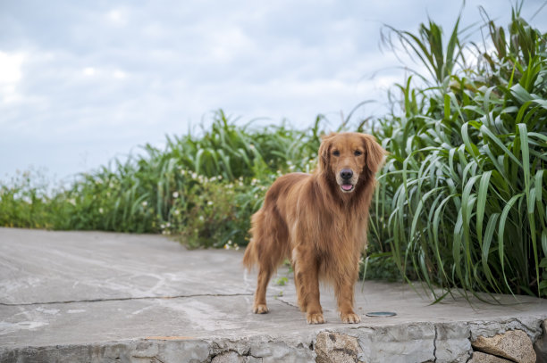 金毛猎犬站在路边图片下载