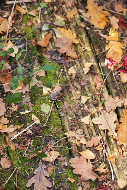 近景图片风化，槽，木制甲板上生长着苔藓和地衣，秋天的彩色树叶和橡子，重点在前景图片下载