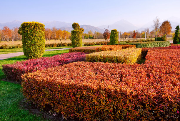 花园彩色灌木图片下载