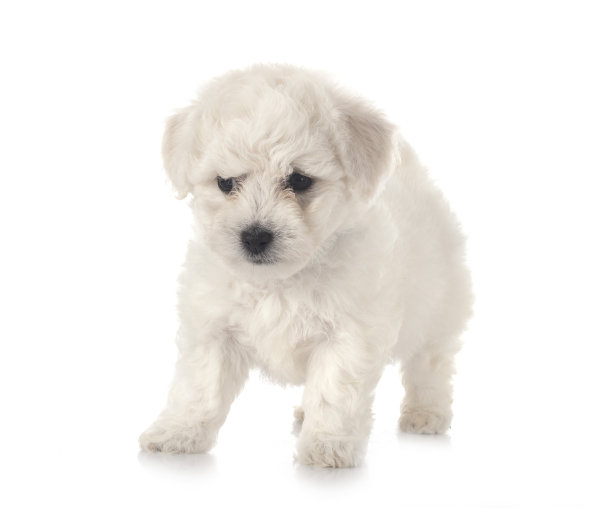 小卷毛比雄犬图片下载