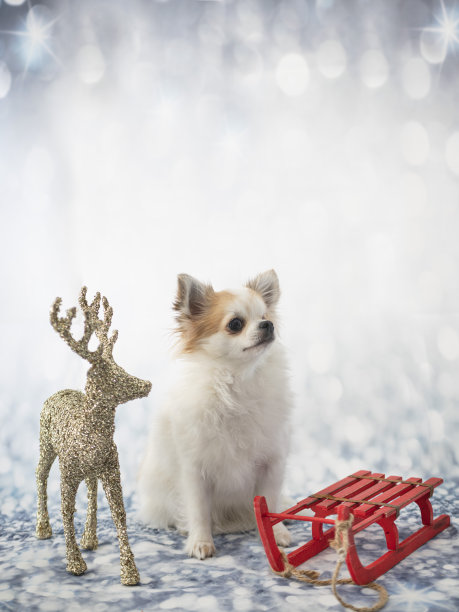 小狗吉娃娃图片下载