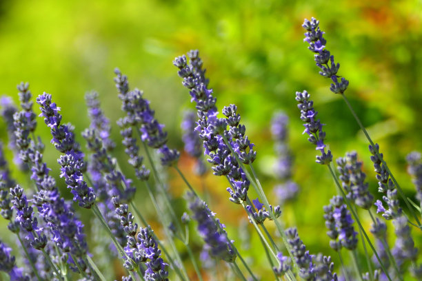 薰衣草花图片下载