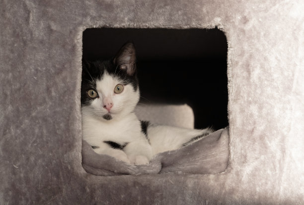 猫咪被包裹在舒适的盒子里，选择性聚焦图片下载