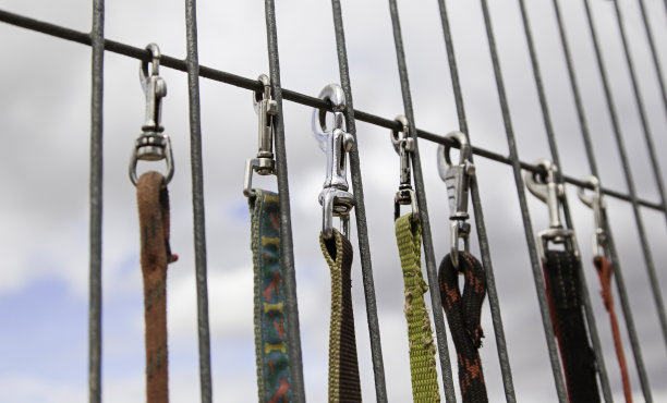 安全遛狗的皮带图片下载