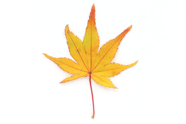 彩色的枫叶孤立在白色的背景图片下载