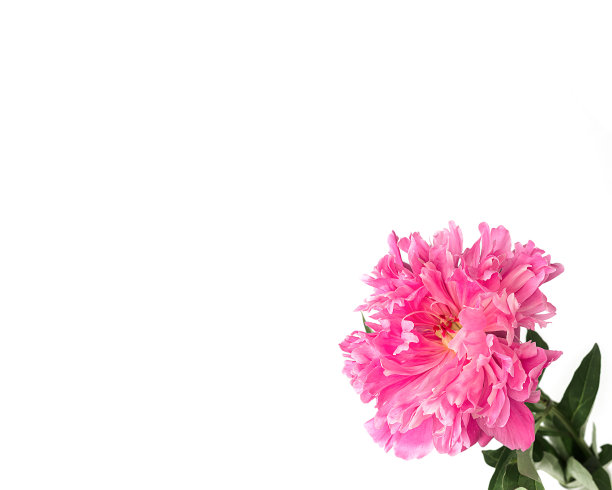 粉色的牡丹图片下载