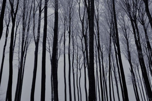 winterwood树木的剪影图片下载