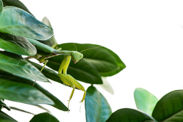 螳螂若虫的宏观图像。直盯着。横幅的铭文图片下载