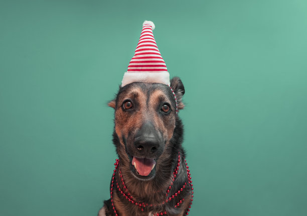 圣诞狗。新年和圣诞节概念与狗在条纹节日帽子上坚实的绿色背景图片下载