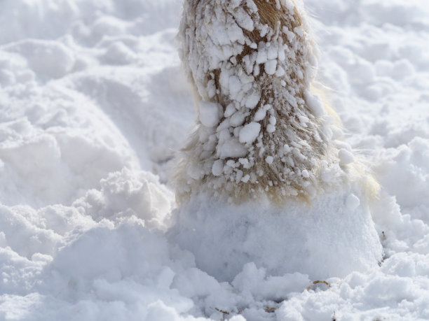 雪中马蹄的特写。图片下载