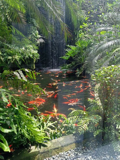 鱼锦鲤图片下载