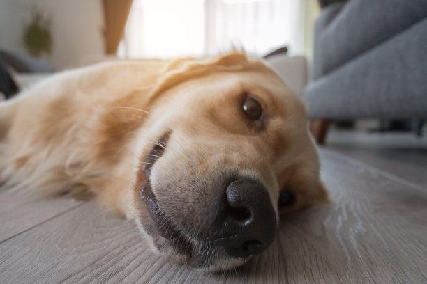 近看，无聊的金毛猎犬的鼻子躺在地板上。图片下载