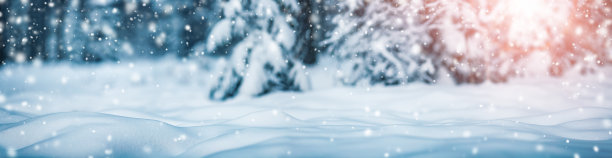 美丽的树在冬天的风景在深夜降雪。图片下载