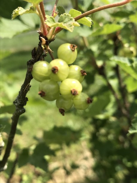 夏天在德国图片下载