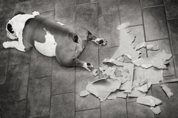 快乐疲惫的狗玩完盒子后图片下载