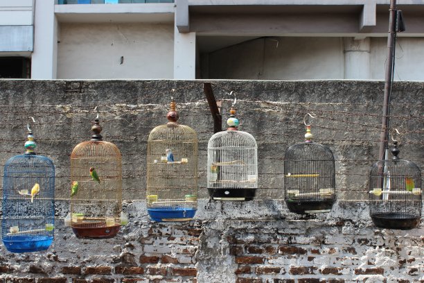 彩色鸟笼和爱鸟悬挂图片下载