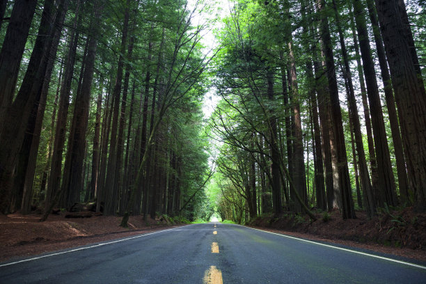 美国加州洪堡红杉州立公园的巨人大道图片下载