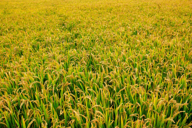 稻田背景图片下载
