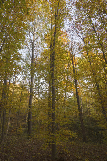 秋叶色林图片下载