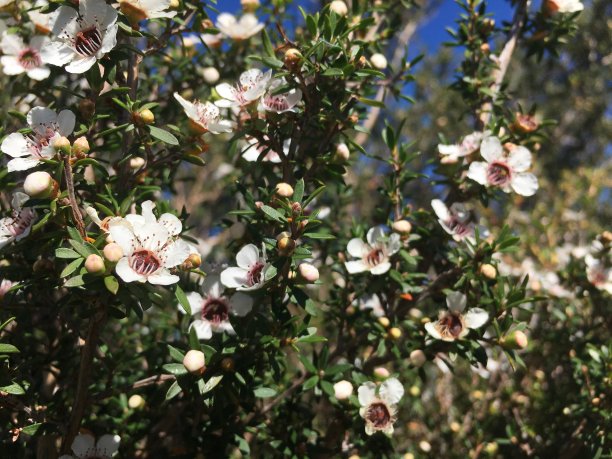 Manuka (Leptospermum Scoparium)新西兰的茶树图片下载