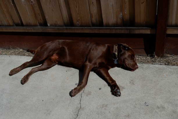 巧克力实验室图片下载