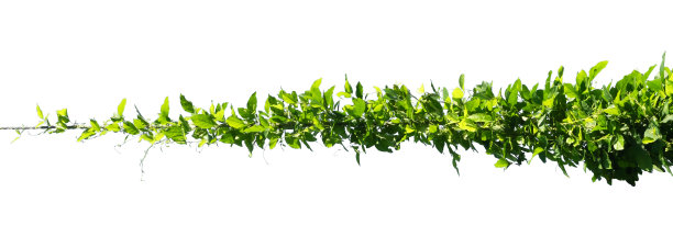 电线上的常春藤在白色背景上隔离图片下载
