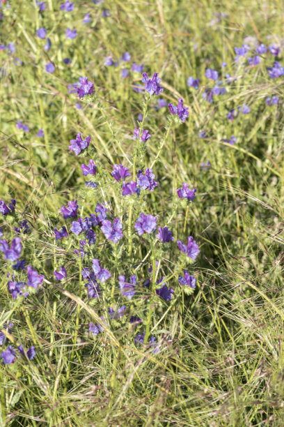 帕特森诅咒图片下载