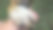 一个可爱的彩色狗爪子与它的指甲的特写图片下载