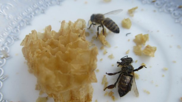 一个死蜜蜂和空蜂巢的特写图片下载