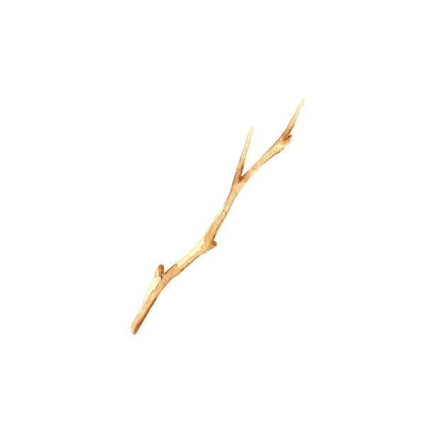 浅棕色细枝。图片下载