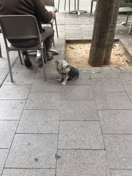 小狗和小猫图片下载