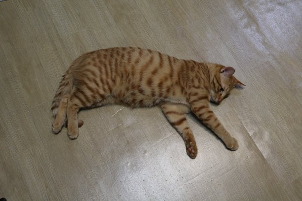 小狗和小猫图片下载