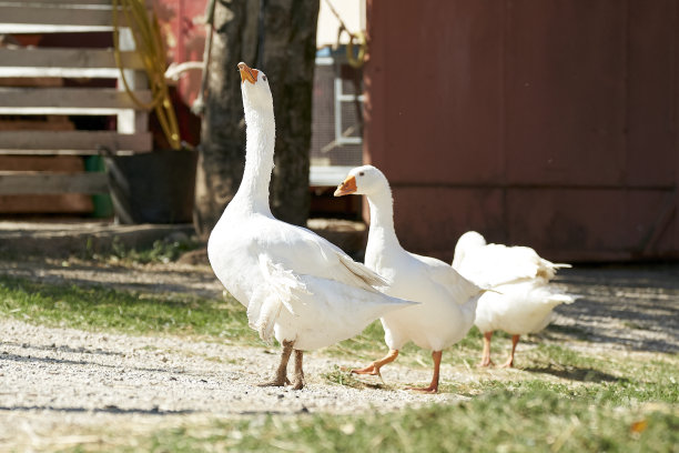院子里有四只鹅图片下载