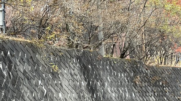 只吃突然出现的东西的猴子图片下载