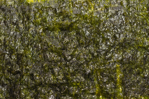 紫菜作为背景。前视图。图片下载