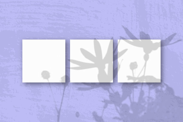 自然光将洋蓟花的阴影投射在3张方形的白色纹理纸上图片下载