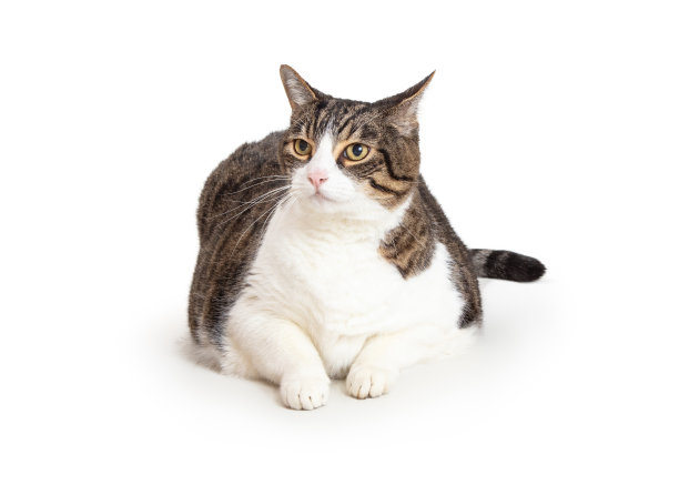 超重的斑猫和白猫躺下图片下载