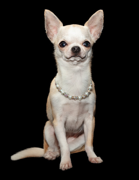 被宠坏的吉娃娃狗戴着花哨的项链图片下载