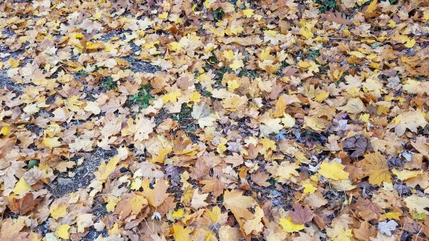 秋天的落叶图片下载